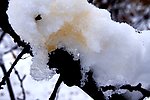雪压枝头