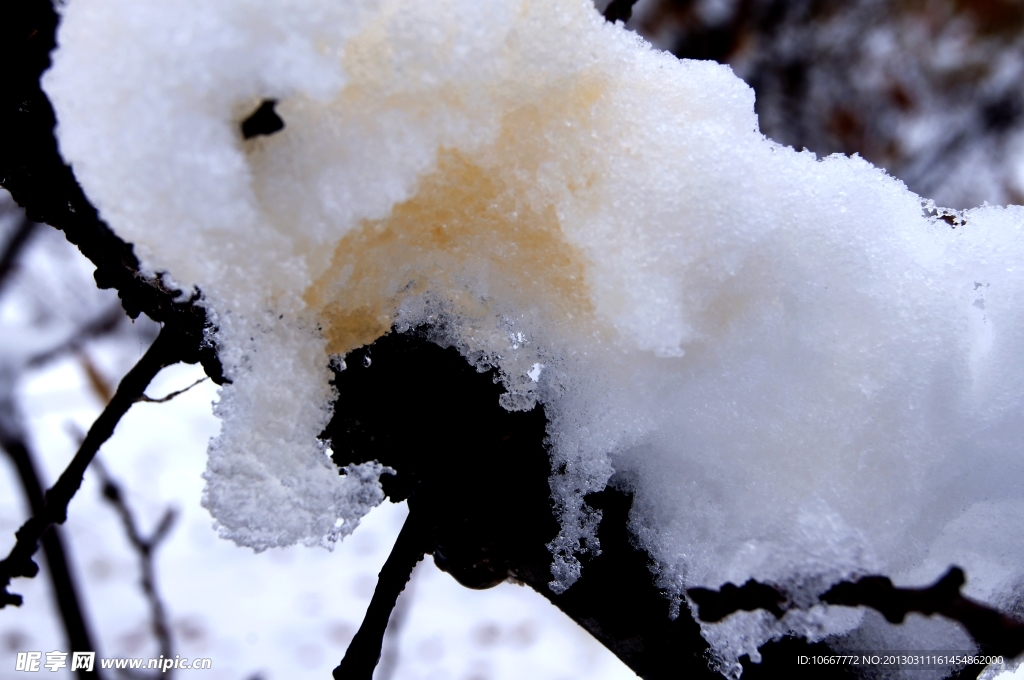 雪压枝头