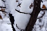 雪压枝头