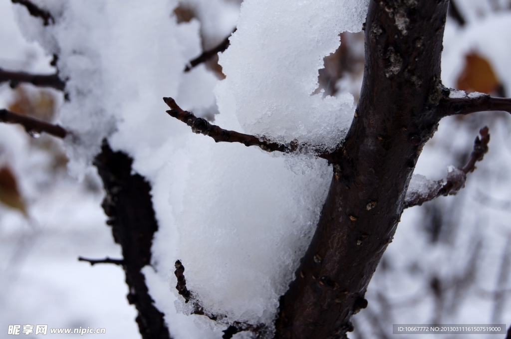 雪压枝头