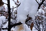 雪压枝头