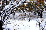 雪后