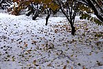 雪后