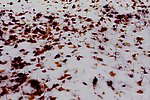 雪后的红叶