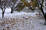 雪后