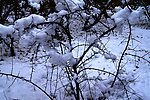 雪压枝头