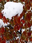 雪中的红叶