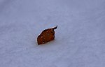 雪中的红叶