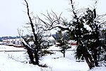 雪后怪柳