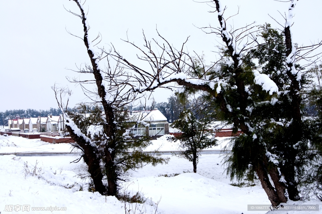 雪后怪柳