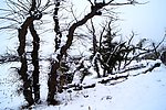 雪后怪柳