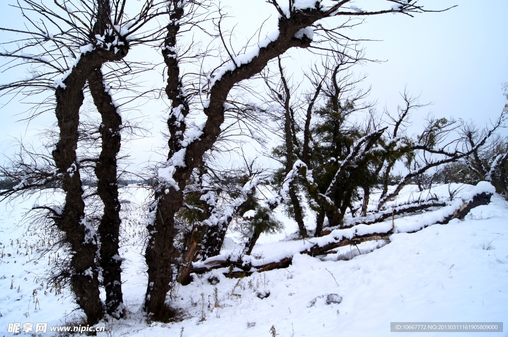 雪后怪柳