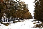 雪后林荫路