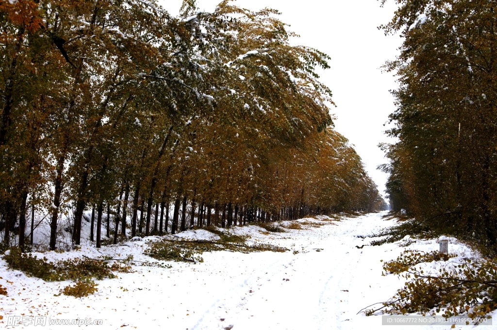 雪后林荫路