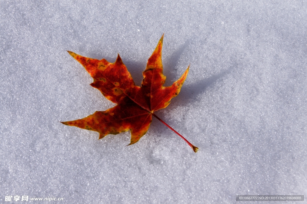 雪中的枫叶