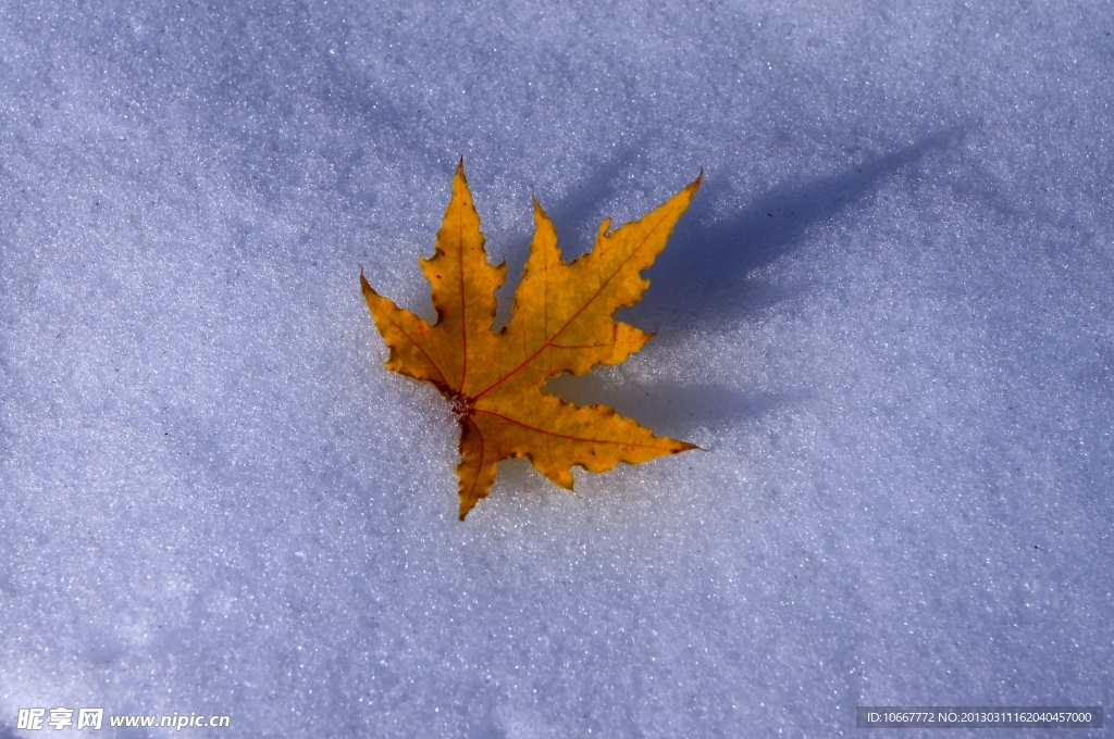 雪中的枫叶