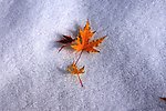 雪中的枫叶