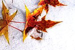 雪中的枫叶