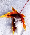 雪中的枫叶