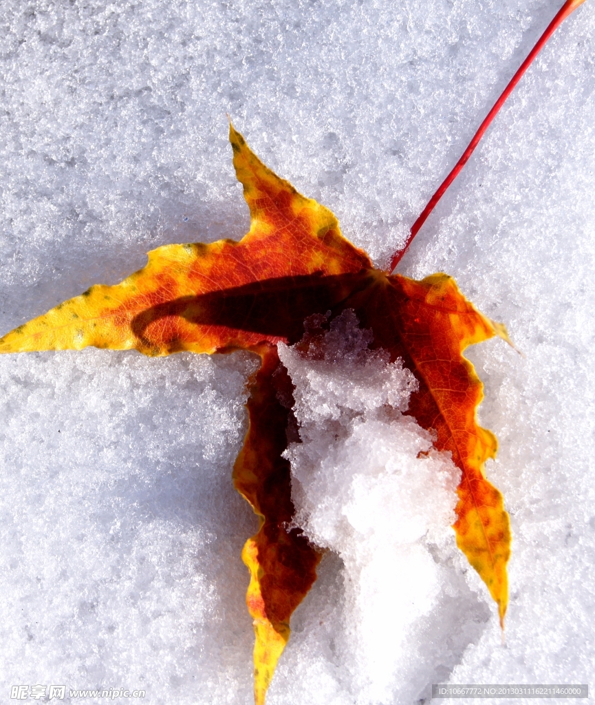 雪中的枫叶