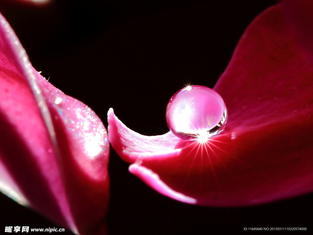 蝴蝶兰花瓣 水珠