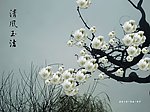 清风玉洁