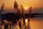 夕阳 芦苇