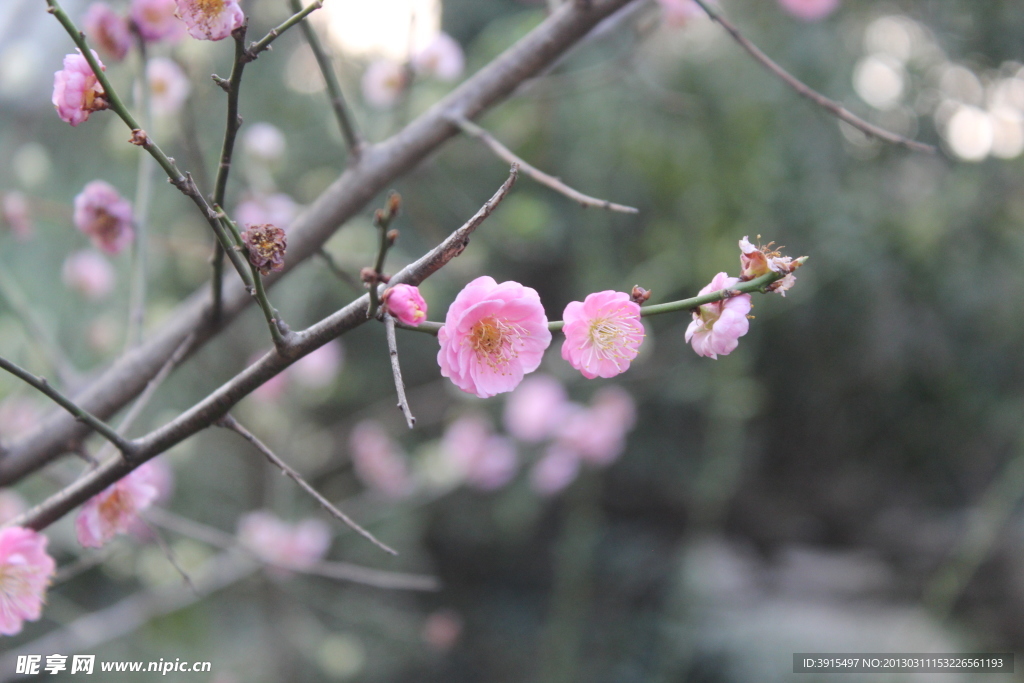 桃花