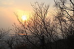 夕阳 树木 树枝