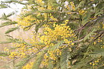 黄花