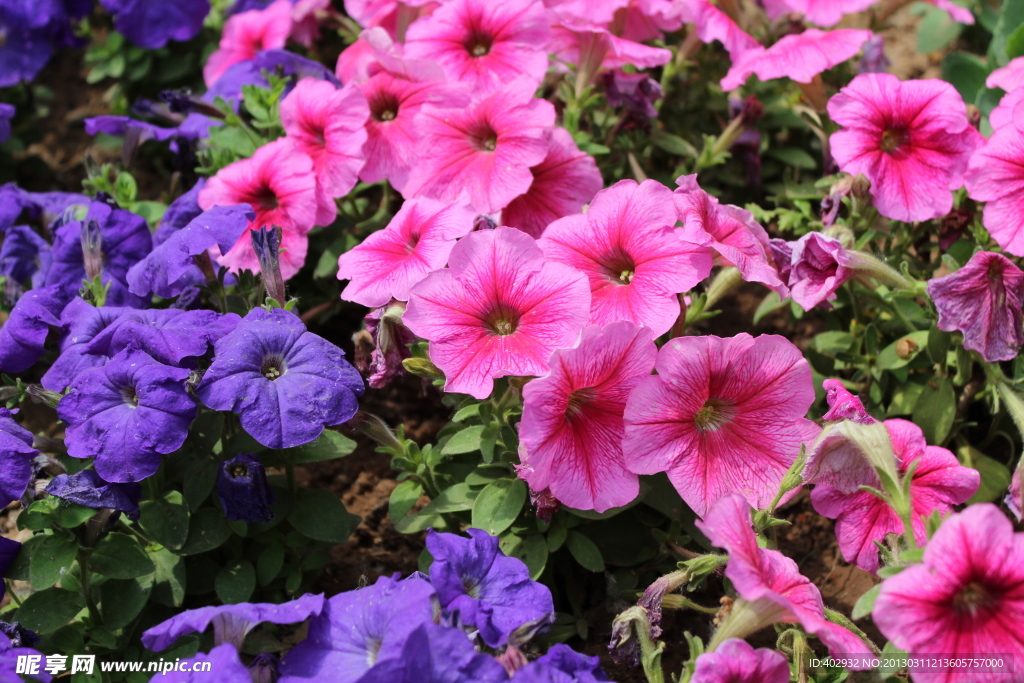 牵牛花