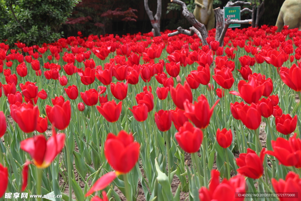 红郁金香花
