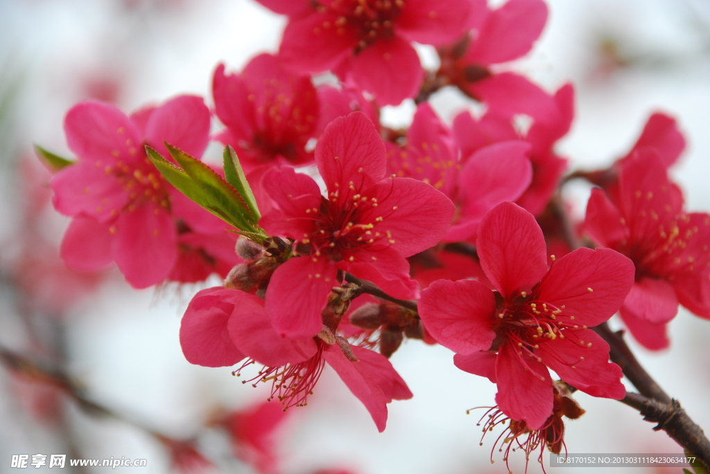 桃花