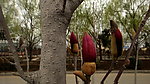 玉兰