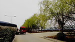 杨柳青青