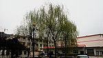 杨柳青青