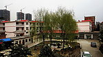 杨柳青青