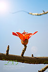 木棉花