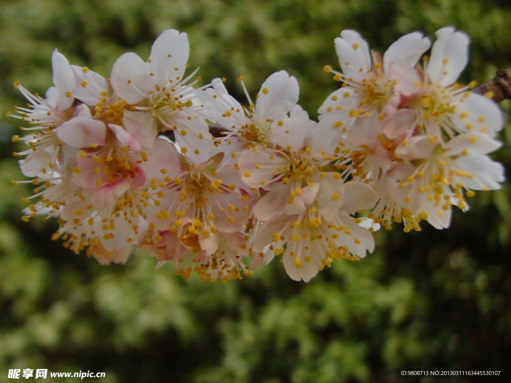 樱桃花