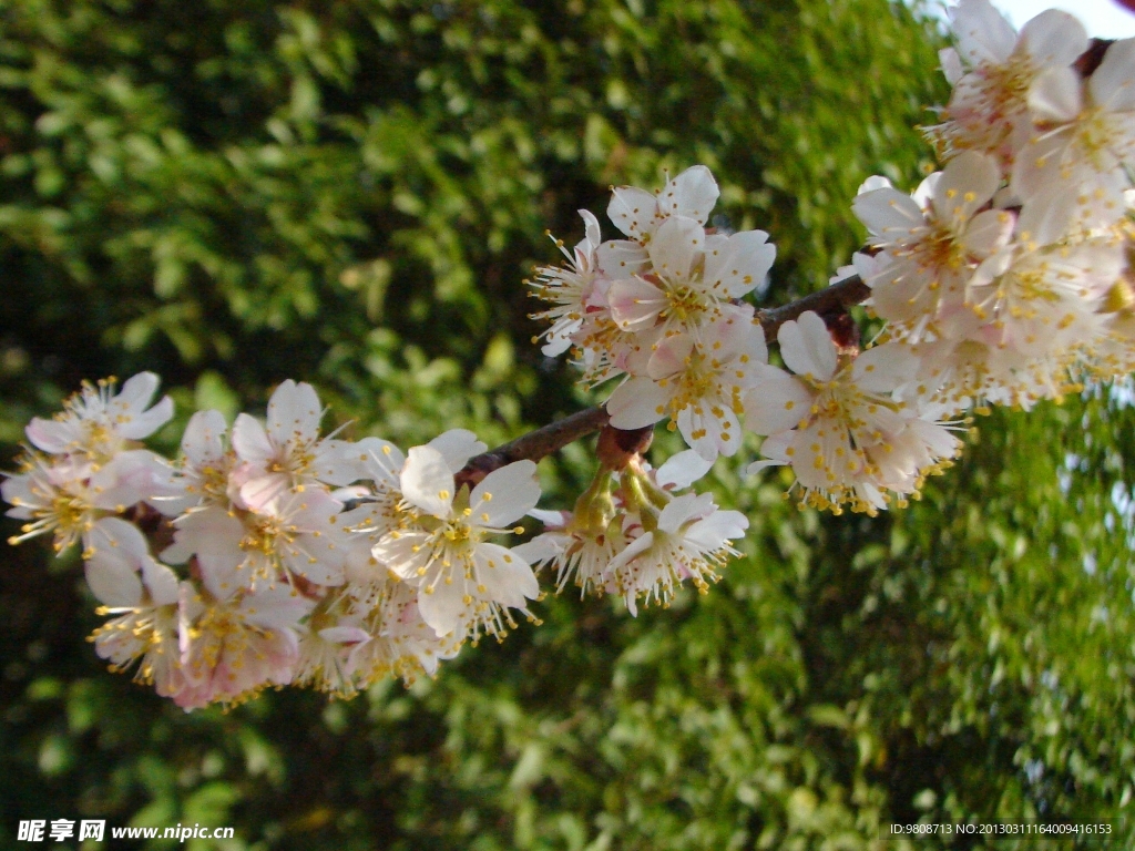 樱桃花