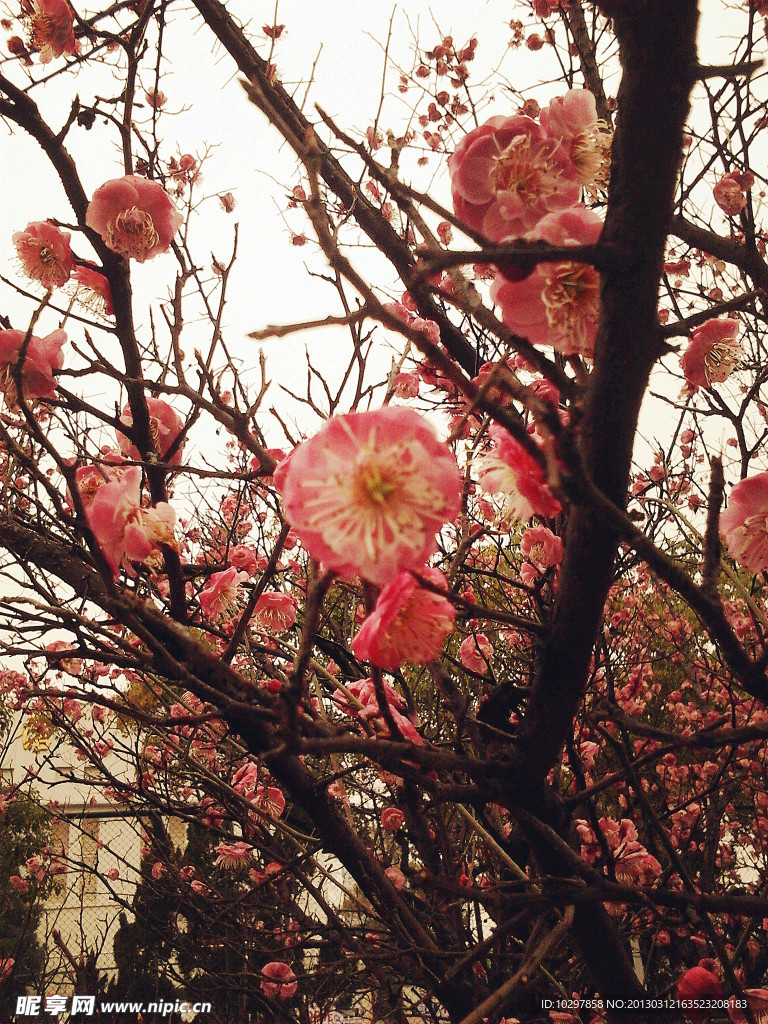 梅花