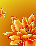 金色荷花