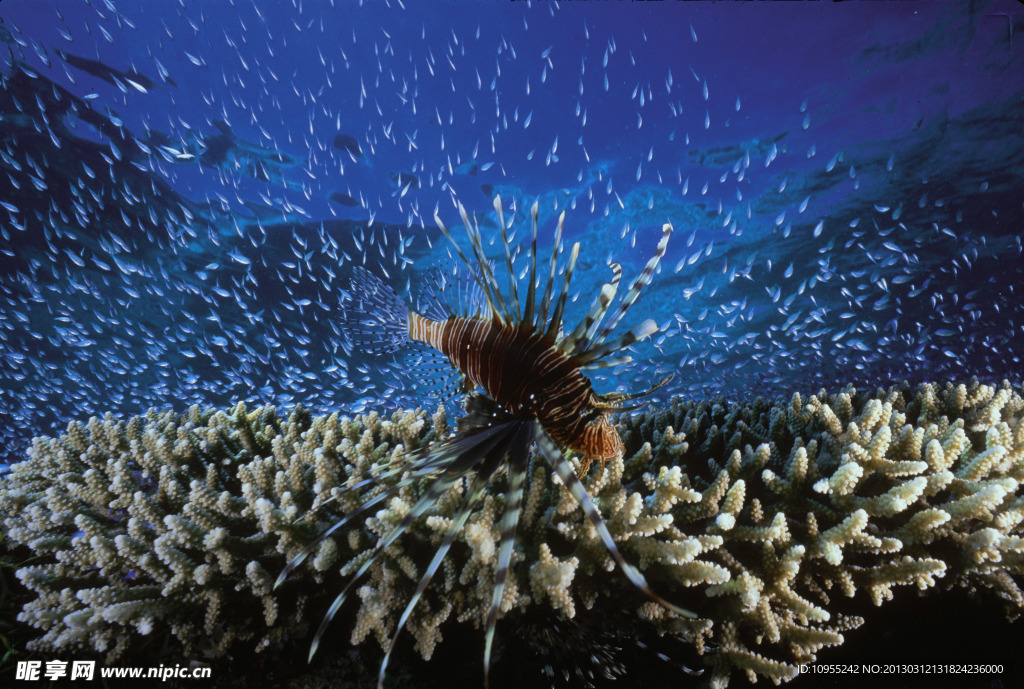海洋生物