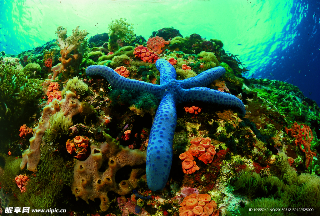 海洋生物