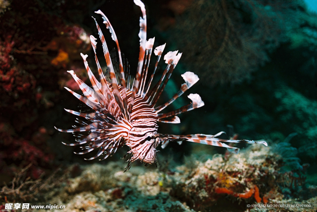 海洋生物