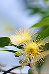 蜜蜂采蜜