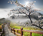 山庄梅花