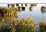 沙湖