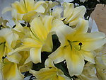 百合花
