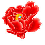 玫瑰花 花